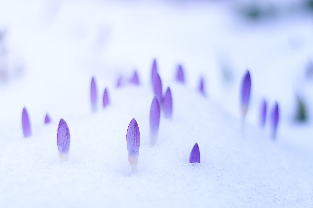 blur, spring, bokeh