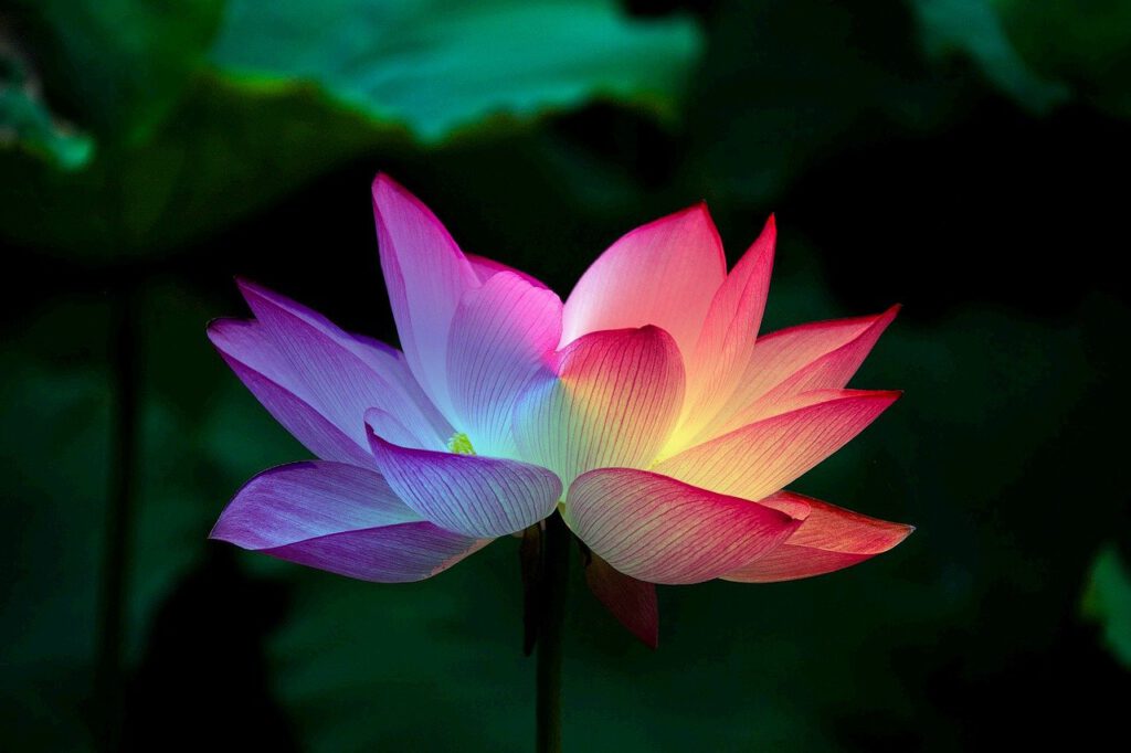 lotus-flower-lotus-nature-5151674 lotus flower, lotus, nature-5151674.jpg