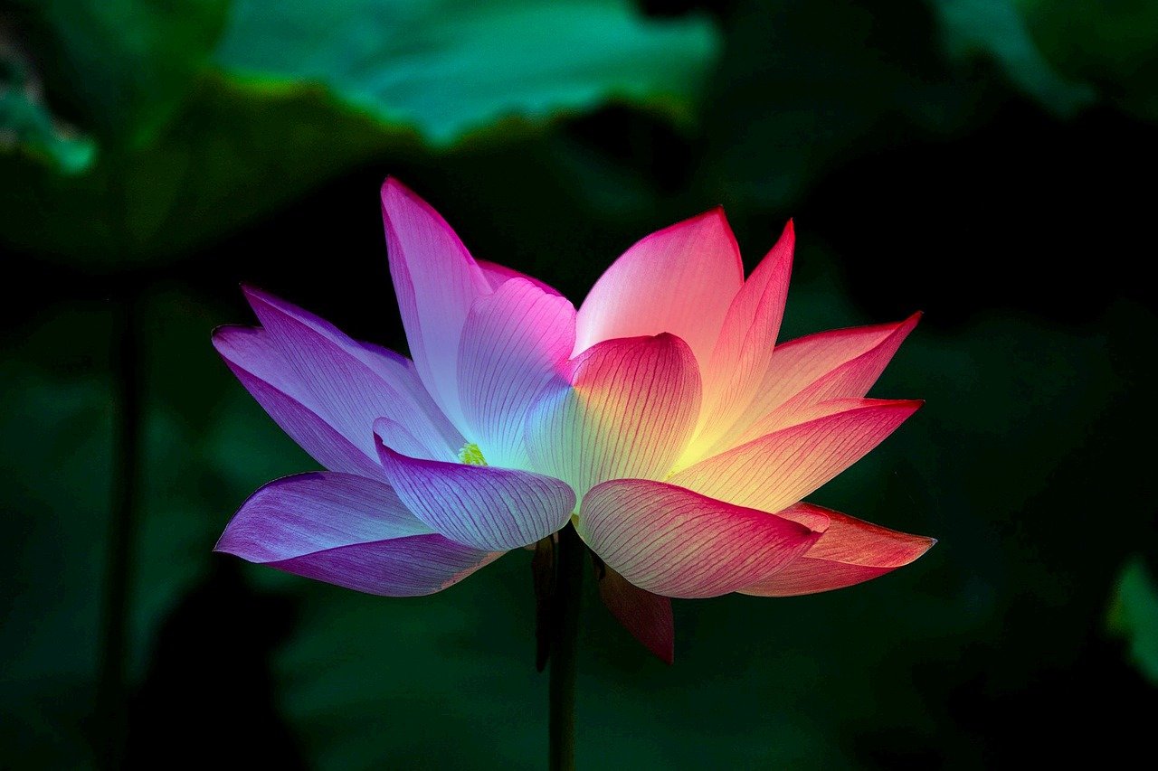 lotus flower, lotus, nature-5151674.jpg